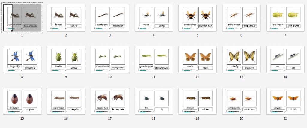 » Montessori Insects Printables