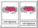 Montessori Materials – Crab Nomenclature Cards Age 3 to 6