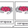 Montessori Materials – Crab Nomenclature Cards Age 3 to 6