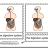 Montessori Materials, Parts of the Human Digestive System, Age 3 to 6