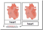 Montessori Materials, Parts of the Human Heart, Age 3 to 6