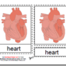 Montessori Materials, Parts of the Human Heart, Age 3 to 6
