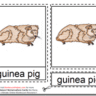 Montessori Materials – Guinea Pig Nomenclature Cards Age 3 to 6