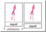Montessori Downloadable PDF, Parts of the Squid, Age 3 to 6