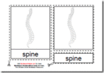 Montessori PDF Materials, Parts of the Human Spine, Age 3 to 6