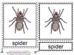 Montessori Materials – Spider Nomenclatures Age 6 to 9