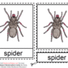 Montessori Materials – Spider Nomenclatures Age 6 to 9
