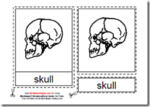 Montessori PDF Materials, Parts of the Human Skull, Age 3 to 6