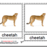 Montessori Materials, Types of Wild Cats