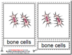Montessori Cells Nomenclatures Age 3 to 6