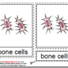 Montessori Cells Nomenclatures Age 3 to 6