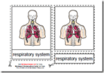 Parts of the Human Respiratory System, Age 3 to 6