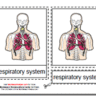 Parts of the Human Respiratory System, Age 3 to 6