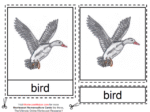 Montessori Materials - Parts of a Duck Age 6 to 9