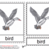 Montessori Materials - Parts of a Duck Age 6 to 9