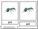 Montessori Ant Nomenclatures Age 3 to 6