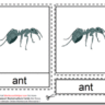 Montessori Ant Nomenclatures Age 3 to 6