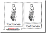 Montessori PDF Materials, Parts of the Human Foot, Age 3 to 6