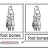 Montessori PDF Materials, Parts of the Human Foot, Age 3 to 6