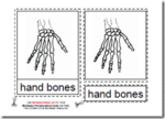 Montessori PDF Materials, Parts of the Human Hand, Age 3 to 6