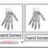 Montessori PDF Materials, Parts of the Human Hand, Age 3 to 6