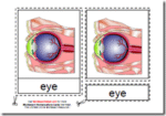 Montessori Materials, Parts of the Human Eye, Age 3 to 6