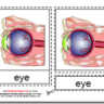 Montessori Materials, Parts of the Human Eye, Age 3 to 6