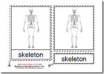 Montessori Human Skeleton Materials, Age 3 to 6
