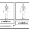 Montessori Human Skeleton Materials, Age 3 to 6