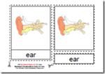 Montessori Human Ear Materials, Age 3 to 6