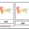 Montessori Human Ear Materials, Age 3 to 6